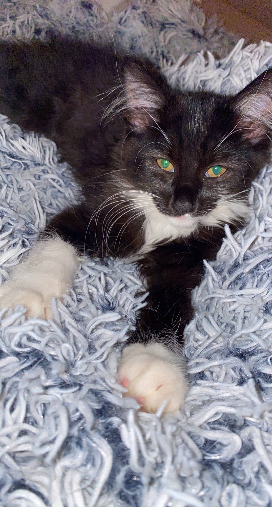 Princesse a rejoint le concours — aidez-le/la à gagner de superbes lots ! black_cat, carnivore, cat, cat_supply, claw, comfort, domestic_short_haired_cat, felidae, fur, grass, pattern, paw, small_to_medium_sized_cats, snout, tail, vegetable, whiskers