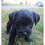 puppy, dog, black_fur, grass, outdoor, young_animal, pet, small, cute, fur, animal, nature, closeup, walking, curious, canine, mammal, grass_field, daylight, portrait