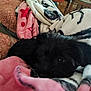 puppy, dog, blanket, black_dog, cozy, indoor, pet, fur, resting, soft, cute, animal, comfort, warm, home, couch, curious, lying_down, close_up, relax