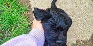 Arya participe au concours pour gagner de l'argent avec cette photo : animal, black_dog, candid, concrete, cute, dog, fur, grass, ground, hand, interaction, jumping, nature, outdoor, person, pet, playful, puppy, purple_sleeve, young_dog