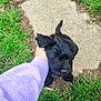 animal, black_dog, candid, concrete, cute, dog, fur, grass, ground, hand, interaction, jumping, nature, outdoor, person, pet, playful, puppy, purple_sleeve, young_dog