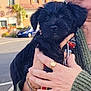 puppy, dog, black_dog, pet, person, hand, jewelry, sweater, outdoor, street, car, house, building, daylight, holding, cute, animal, fur, collar, leash