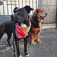 Kyra participe au concours pour gagner de l'argent avec cette photo : dog, canine, animal, pet, bandana, black_dog, brown_dog, outdoor, gravel, fence, gate, leash, portrait, mammal, friendly, alert, companions, fur, snout, ears