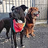 dog, canine, animal, pet, bandana, black_dog, brown_dog, outdoor, gravel, fence, gate, leash, portrait, mammal, friendly, alert, companions, fur, snout, ears