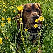 Praline a rejoint le concours — aidez-le/la à gagner de superbes lots ! dog, grass, yellow_flowers, meadow, outdoor, nature, sunlight, canine, animal, spring, flora, greenery, field, pet, happy, daytime, scenic, tree, sky, closeup