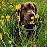 dog, grass, yellow_flowers, meadow, outdoor, nature, sunlight, canine, animal, spring, flora, greenery, field, pet, happy, daytime, scenic, tree, sky, closeup