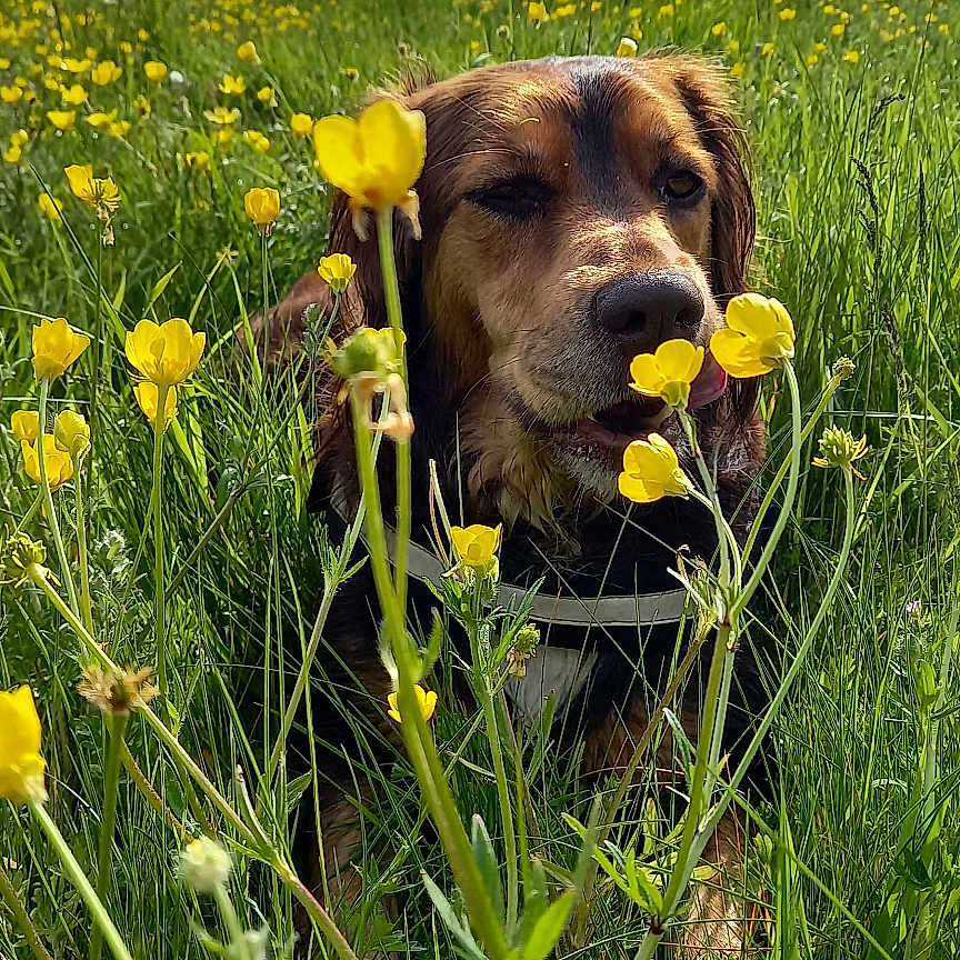 Praline a rejoint le concours — aidez-le/la à gagner de superbes lots ! dog, grass, yellow_flowers, meadow, outdoor, nature, sunlight, canine, animal, spring, flora, greenery, field, pet, happy, daytime, scenic, tree, sky, closeup