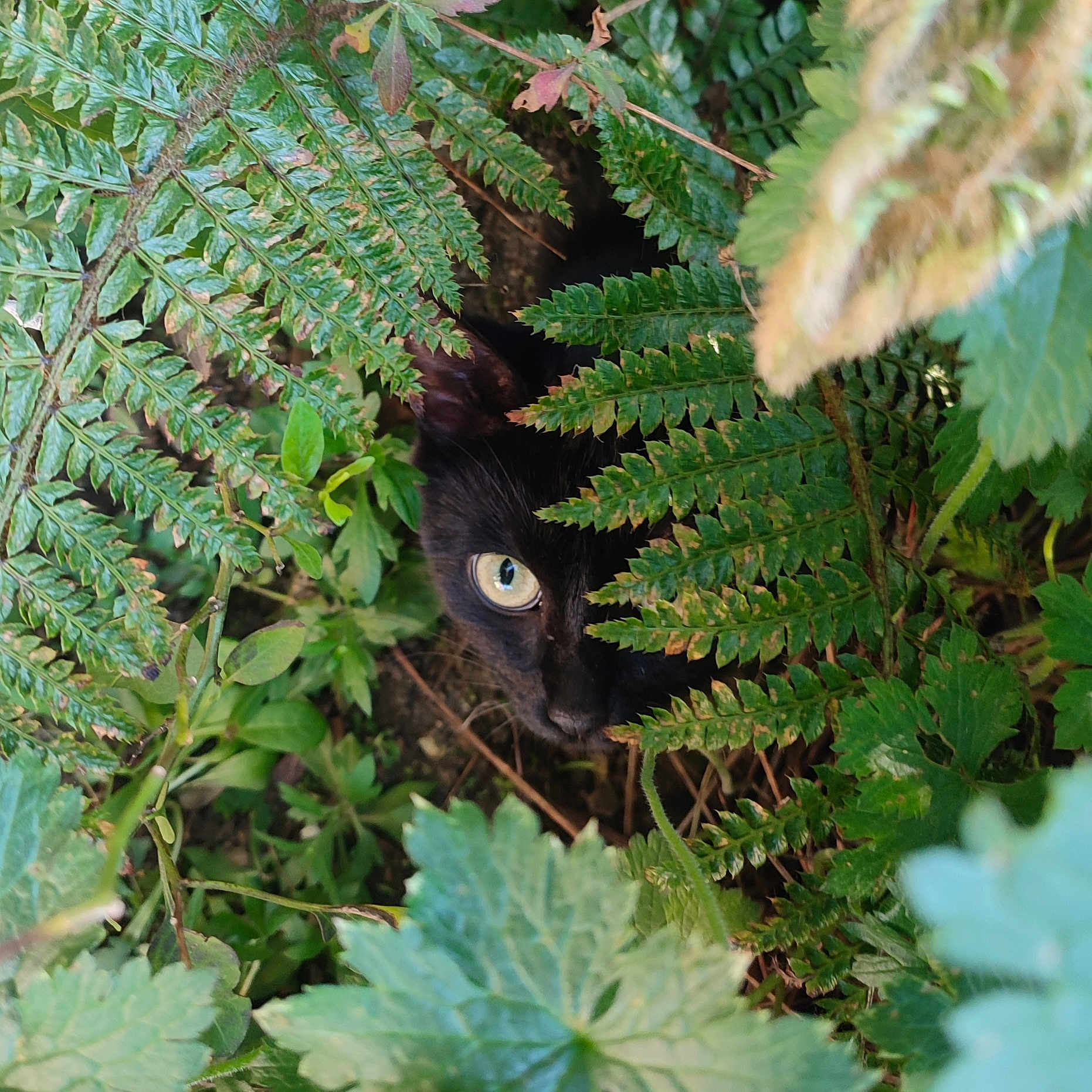 Jiji participe au concours pour gagner de l'argent avec cette photo : animal, black_cat, camouflage, cat_eye, close_up, curious, eye, ferns, foliage, forest_floor, green_leaves, hidden_animal, natural_environment, nature, outdoor, pet, plant_life, shaded, stealth, wildlife
