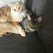 Torpille participe au concours pour gagner de l'argent avec cette photo : cat, cats, feline, sofa, couch, pillow, cream_cat, tabby_cat, long_hair, fluffy, whiskers, ears, paw, snuggling, resting, sleepy, pet, domestic_cat, indoor, companionship