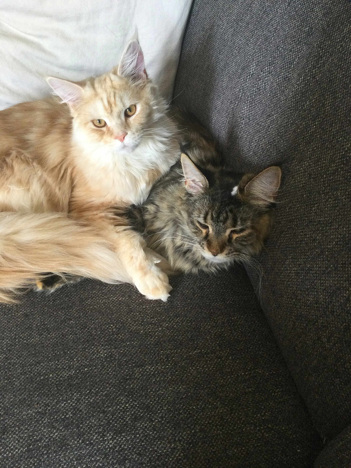 Torpille participe au concours pour gagner de l'argent avec cette photo : cat, cats, feline, sofa, couch, pillow, cream_cat, tabby_cat, long_hair, fluffy, whiskers, ears, paw, snuggling, resting, sleepy, pet, domestic_cat, indoor, companionship