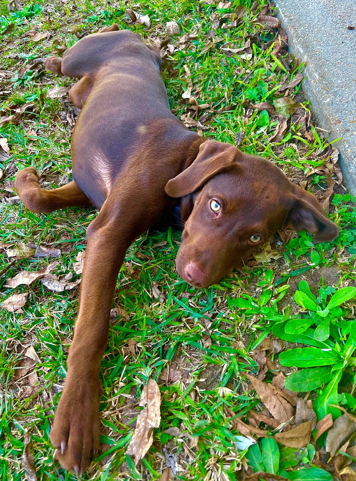 Gypsy