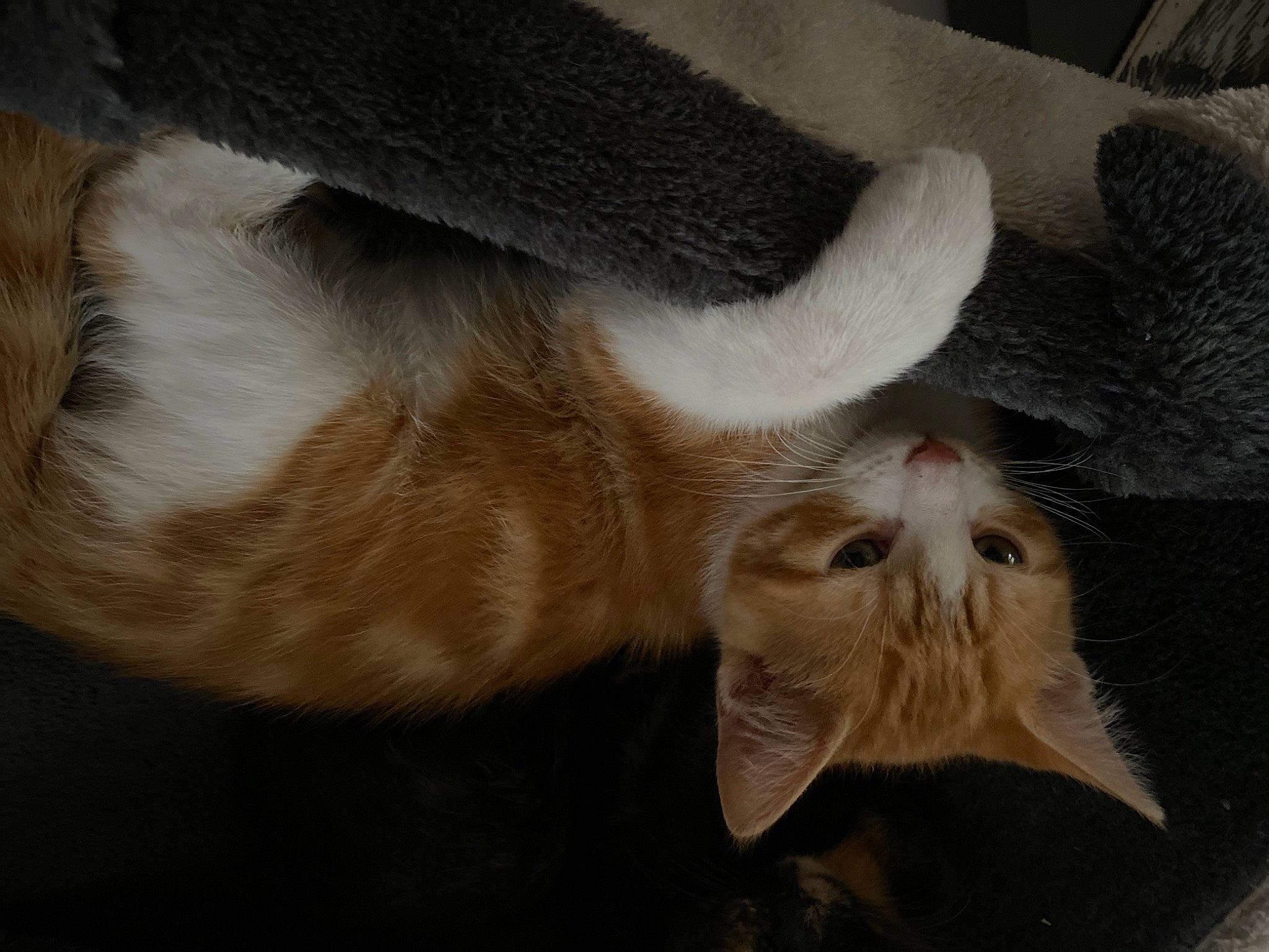 Sun participe au concours pour gagner de l'argent avec cette photo : carnivore, cat, claw, fawn, felidae, fur, munchkin, paw, small_to_medium_sized_cats, snout, tail, whiskers