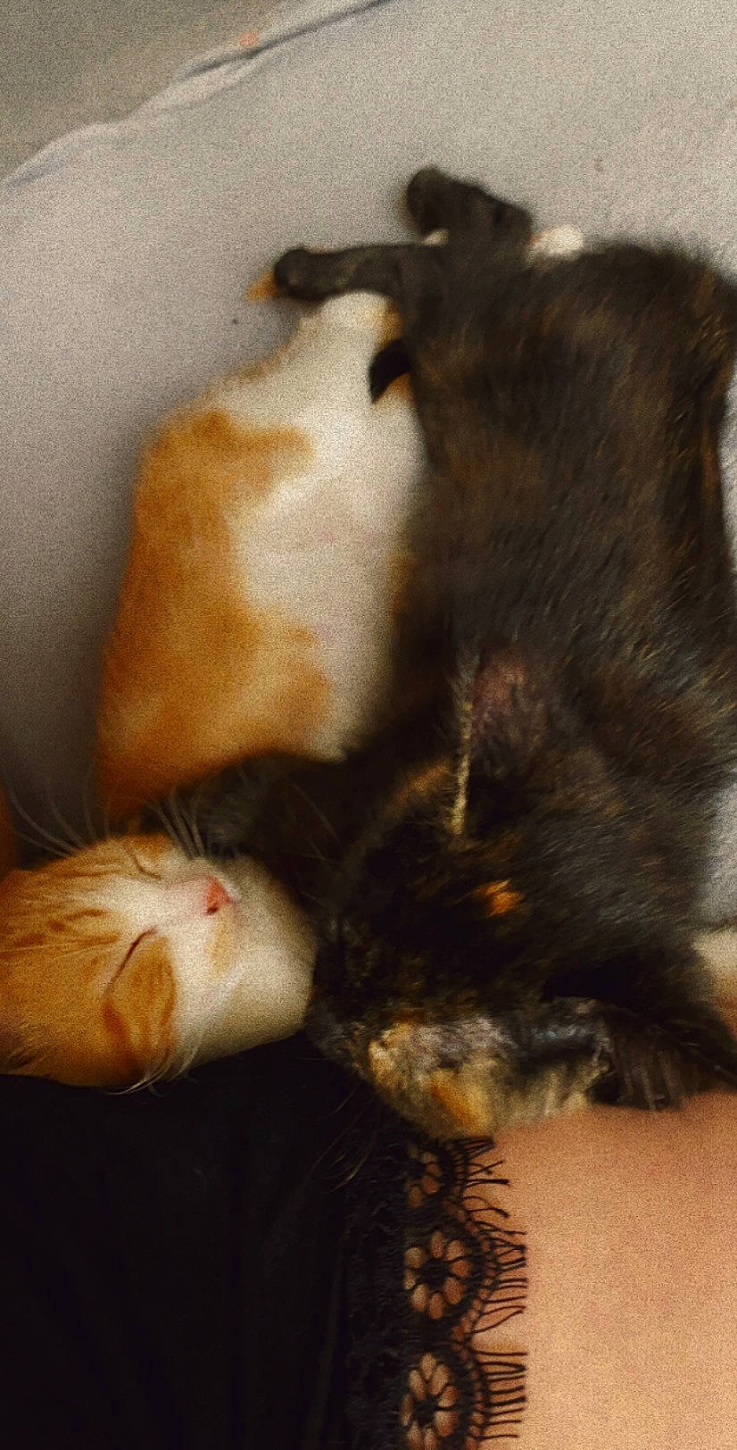 Sun a rejoint le concours — aidez-le/la à gagner de superbes lots ! carnivore, cat, claw, fawn, felidae, fur, kitten, nap, paw, polydactyl_cat, small_to_medium_sized_cats, tail, whiskers