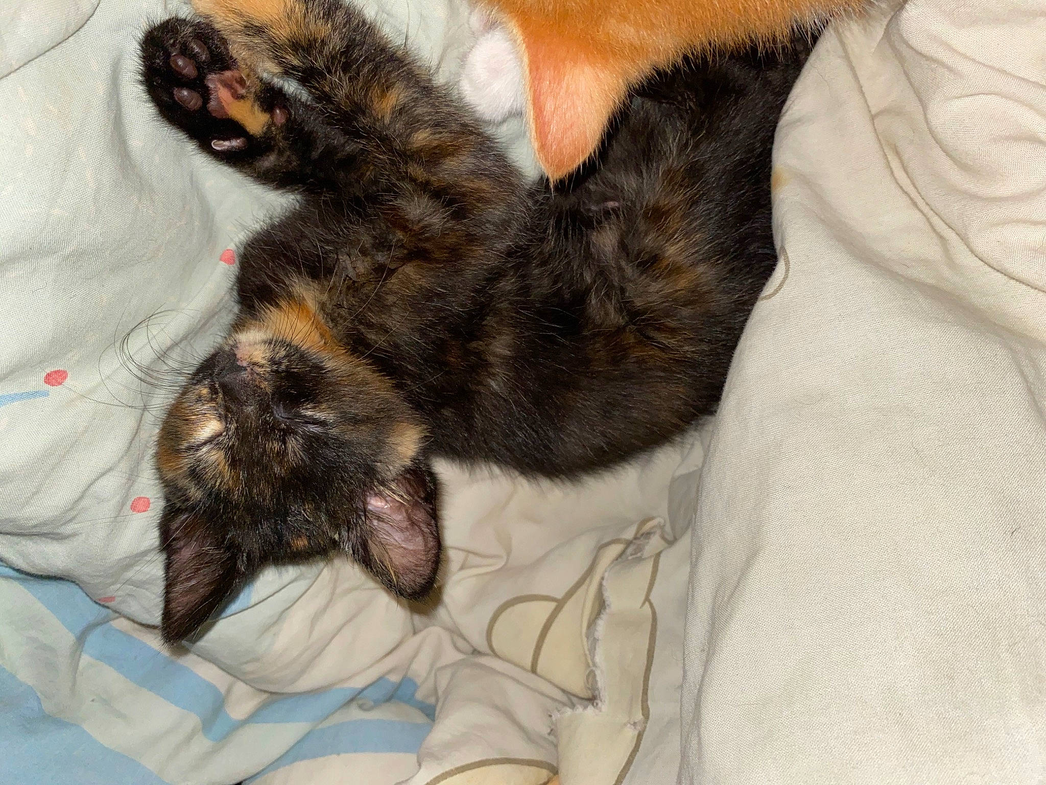 Moon a rejoint le concours — aidez-le/la à gagner de superbes lots ! canidae, carnivore, cat, claw, ear, european_shorthair, fawn, felidae, fur, german_rex, kitten, nap, paw, puppy, skin, sleep, small_to_medium_sized_cats, tabby_cat, tail, whiskers