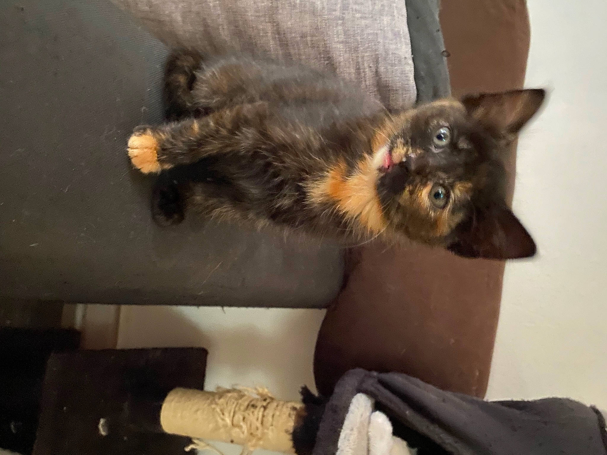 Moon participe au concours pour gagner de l'argent avec cette photo : carnivore, cat, domestic_long_haired_cat, domestic_short_haired_cat, ear, felidae, fur, kitten, paw, polydactyl_cat, small_to_medium_sized_cats, whiskers