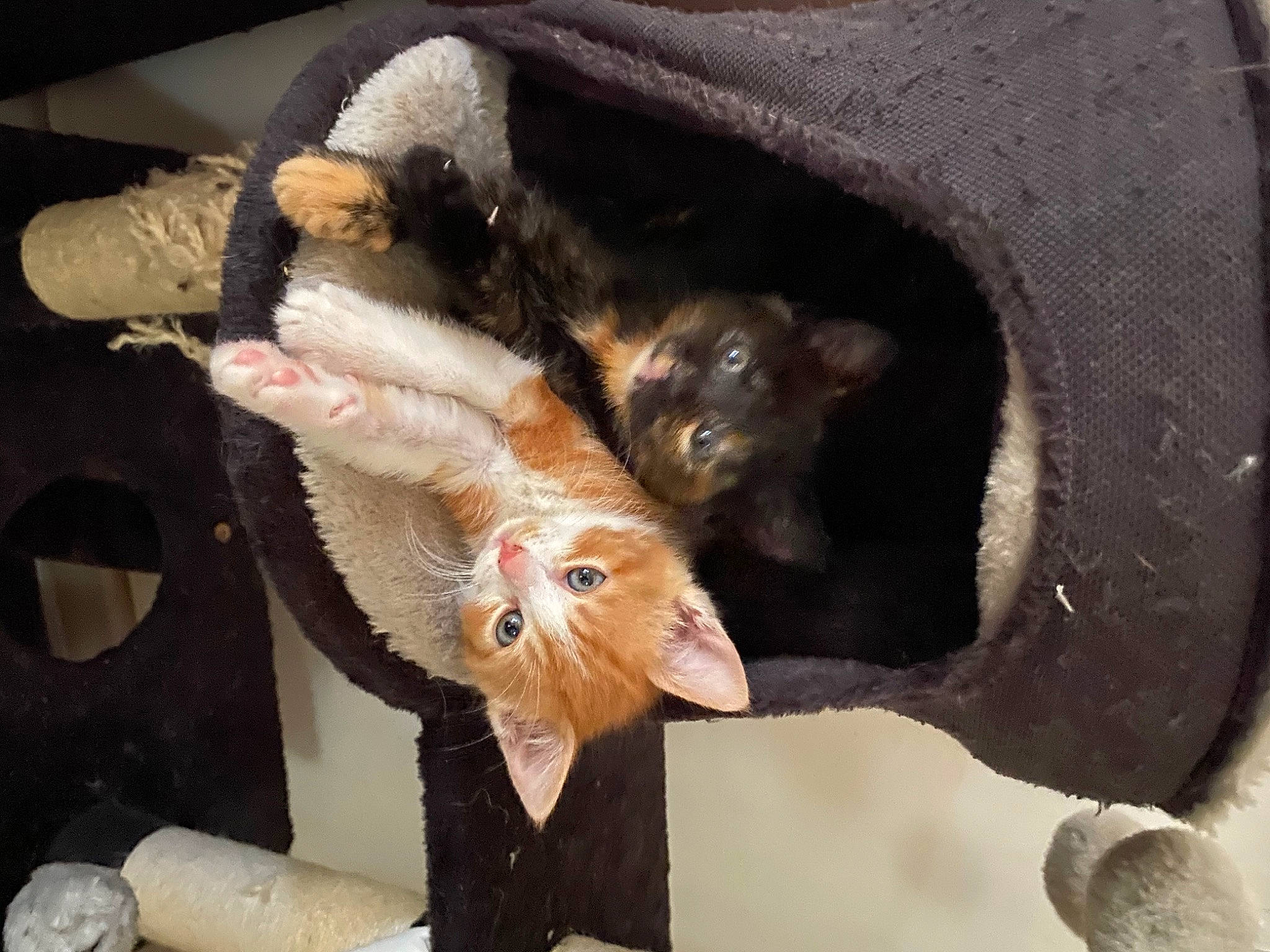 Moon participe au concours pour gagner de l'argent avec cette photo : carnivore, cat, fawn, felidae, fur, small_to_medium_sized_cats