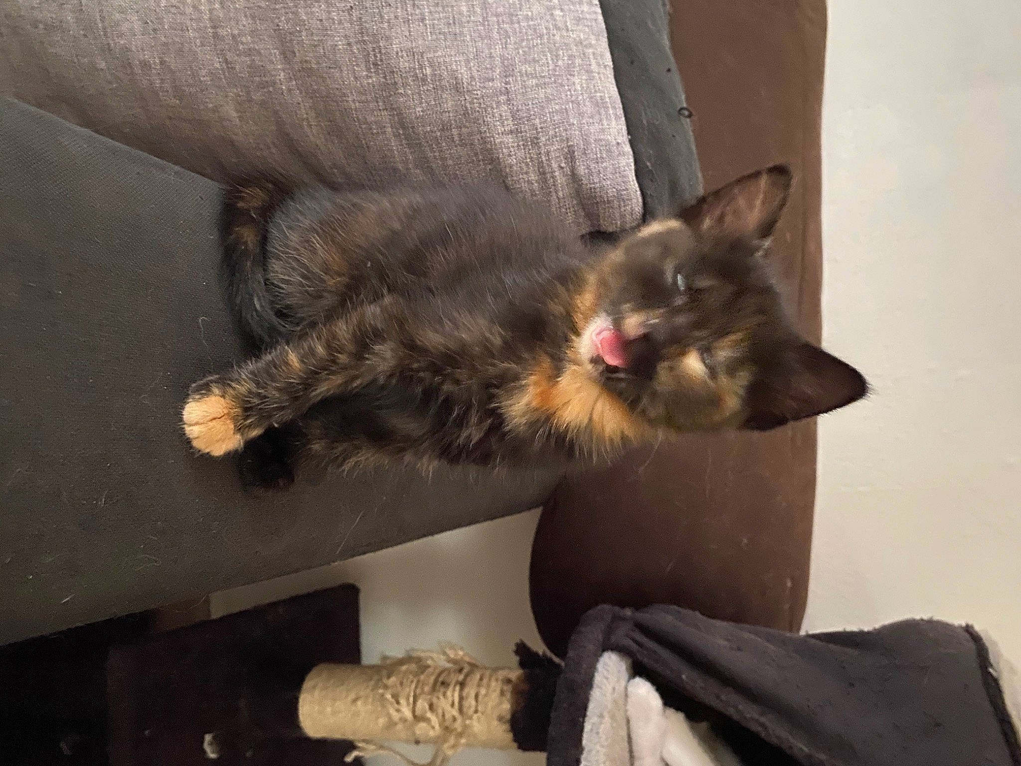 Moon a rejoint le concours — aidez-le/la à gagner de superbes lots ! carnivore, cat, domestic_short_haired_cat, ear, felidae, mammal, paw, small_to_medium_sized_cats, whiskers