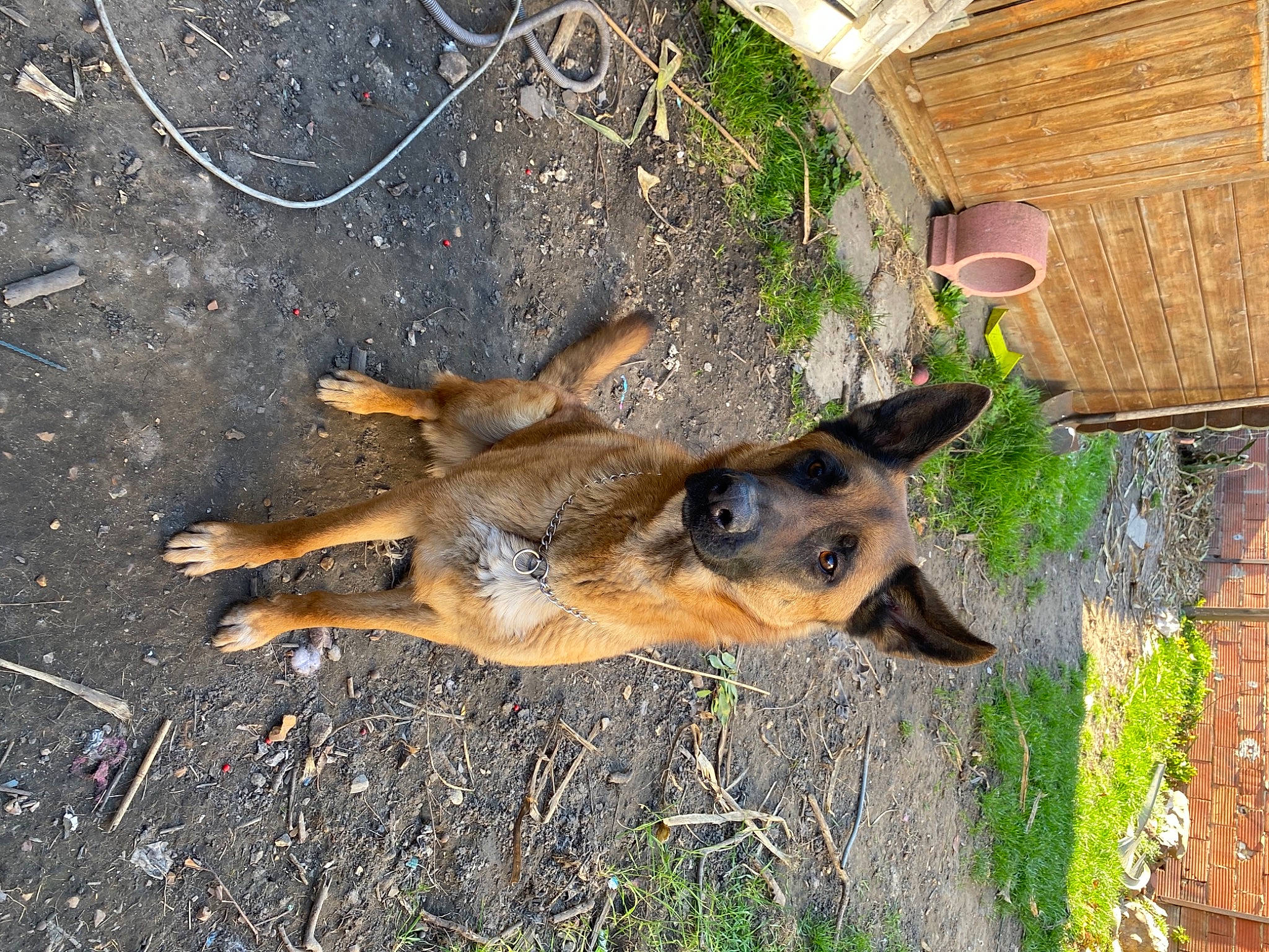 Chase participe au concours pour gagner de l'argent avec cette photo : belgian_shepherd_malinois, canidae, carnivore, dog, dog_breed, east_european_shepherd, fawn, german_shepherd_dog, grass, old_german_shepherd_dog, plant, snout, soil, sporting_group, street_dog, trunk, wildlife, wood, working_animal, working_dog