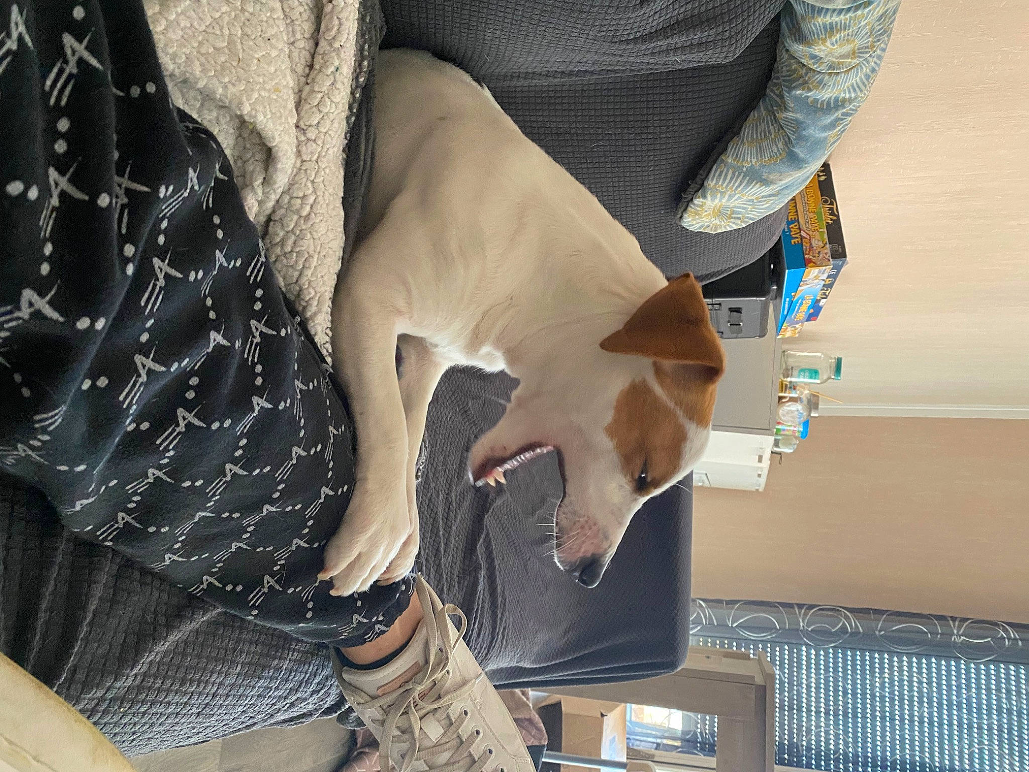 Milo a rejoint le concours — aidez-le/la à gagner de superbes lots ! carmine, comfort, denim, elbow, fashion_accessory, finger, flooring, foot, gesture, hand, human_body, human_leg, joint, knee, leg, nail, pattern, sleeve, thigh, wrist