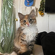 Delilah is registered to the contest to win money with this photo: kitten, cat, furry, cute, indoor, pet, small, curious, sitting, furniture, dress, clothing, plastic_cover, hat, cap, purse, flowers, wall, television, blanket