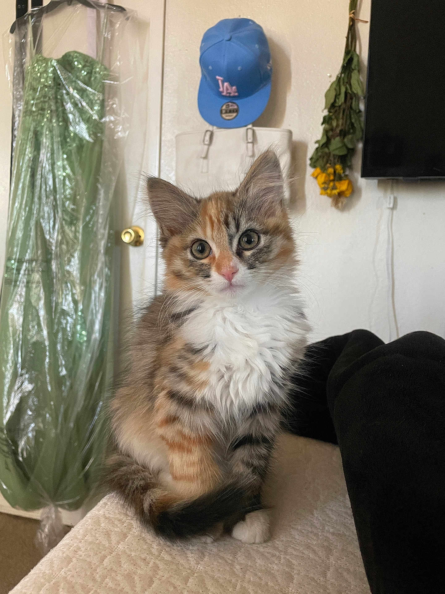 Delilah is registered to the contest to win money with this photo: kitten, cat, furry, cute, indoor, pet, small, curious, sitting, furniture, dress, clothing, plastic_cover, hat, cap, purse, flowers, wall, television, blanket