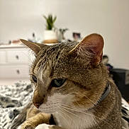 Colonel participe au concours pour gagner de l'argent avec cette photo : animal, blanket, cat, close_up, collar, cute, domestic_animal, dorm_room, ears, feline, fur, furniture, houseplant, indoor, pattern, pet, portrait, resting, tabby, whiskers