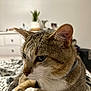 animal, blanket, cat, close_up, collar, cute, domestic_animal, dorm_room, ears, feline, fur, furniture, houseplant, indoor, pattern, pet, portrait, resting, tabby, whiskers
