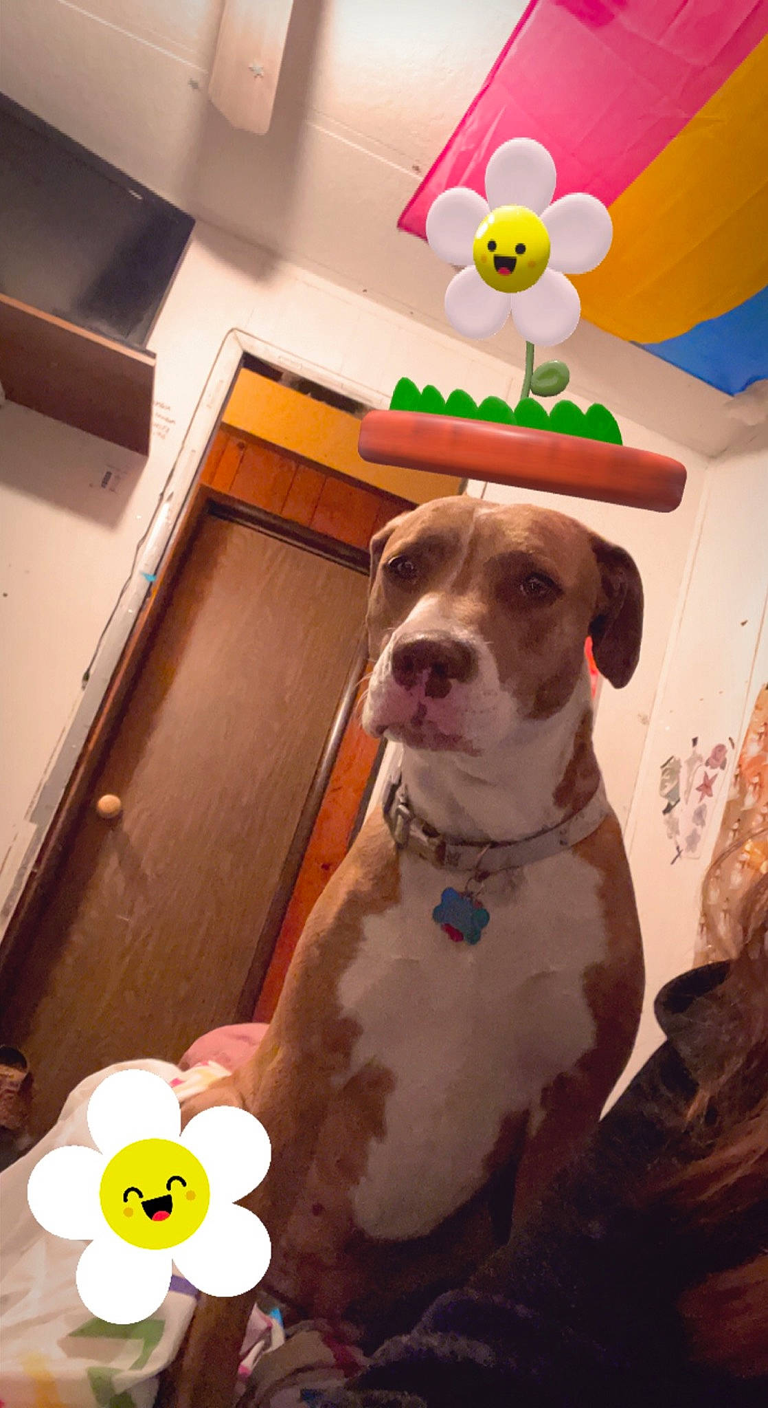 Grizz joined the competition — help win amazing prizes! ball, canidae, carnivore, collar, companion_dog, dog, dog_breed, dog_collar, dog_supply, fawn, flooring, flower, hardwood, non_sporting_group, pet_supply, petal, sporting_group, wood, working_animal, working_dog