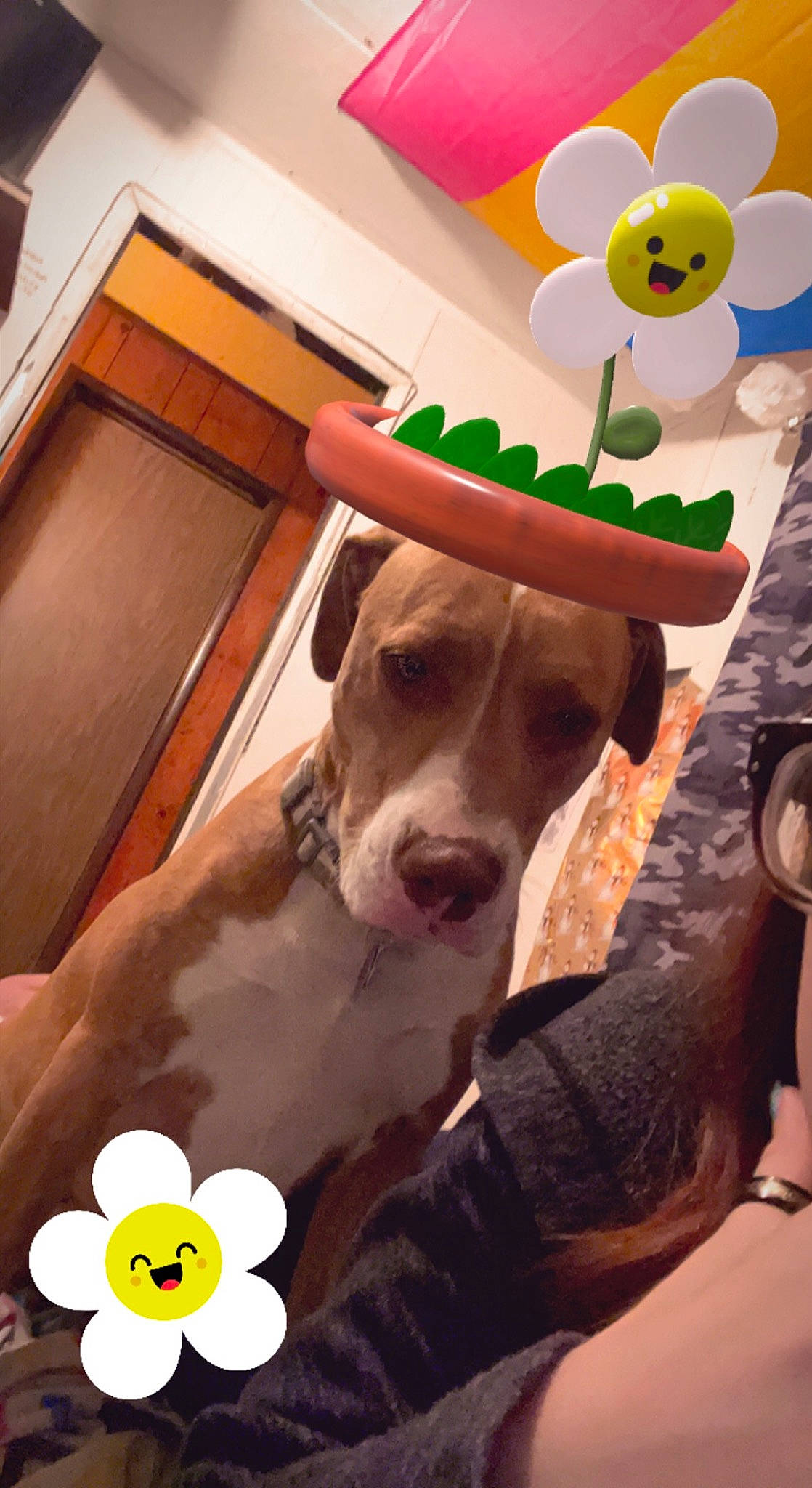 Grizz joined the competition — help win amazing prizes! art, canidae, carnivore, collar, companion_dog, dog, dog_breed, dog_collar, dog_supply, fawn, fedora, flower, hat, personal_protective_equipment, pet_supply, snout, sporting_group, toy, vertebrate, working_animal