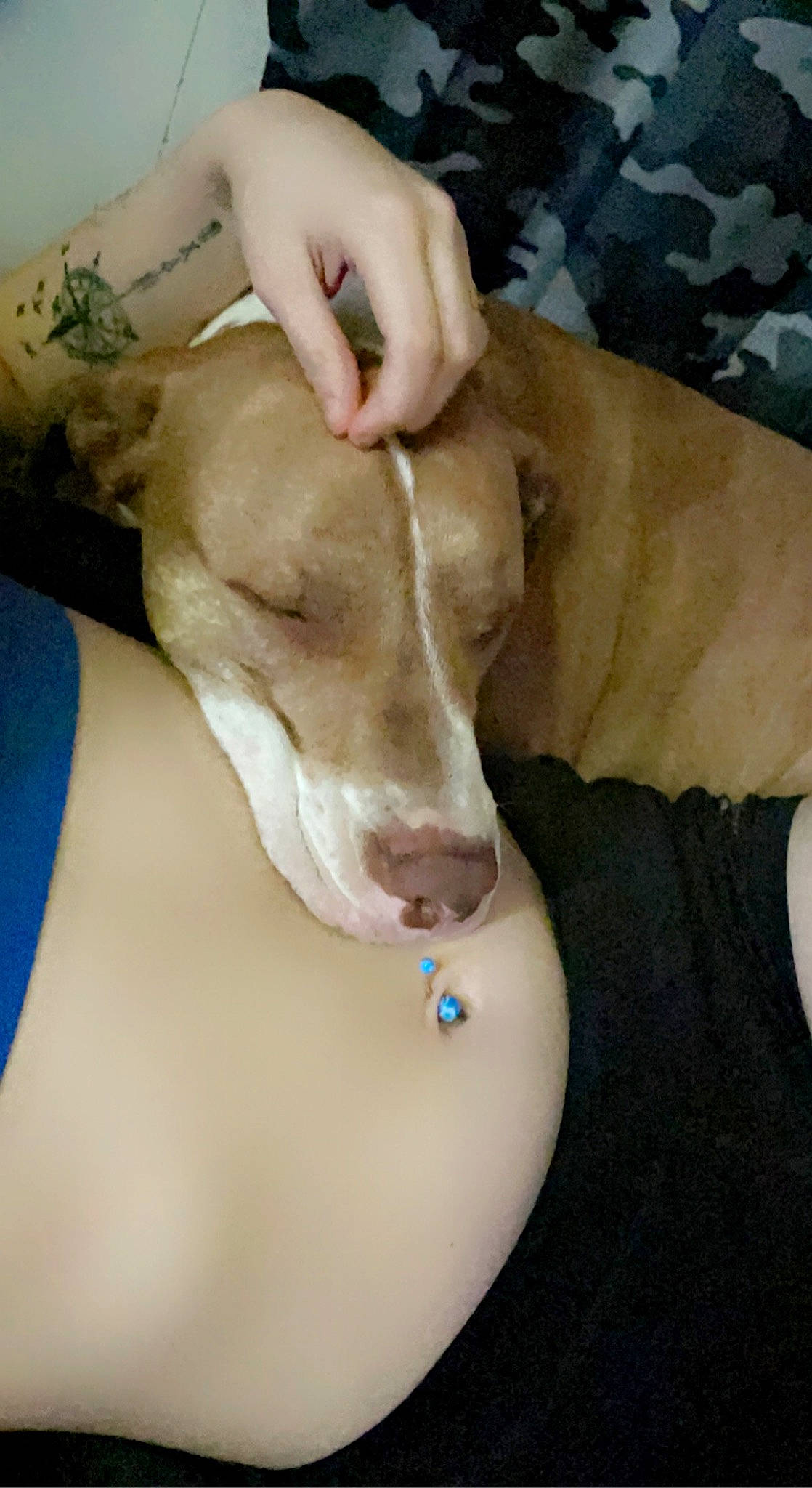 Grizz is registered to the contest to win money with this photo: abdomen, carnivore, chest, collar, companion_dog, dog, dog_breed, dog_collar, ear, fawn, human_body, human_leg, jaw, knee, snout, sporting_group, thigh, trunk, whiskers, working_animal