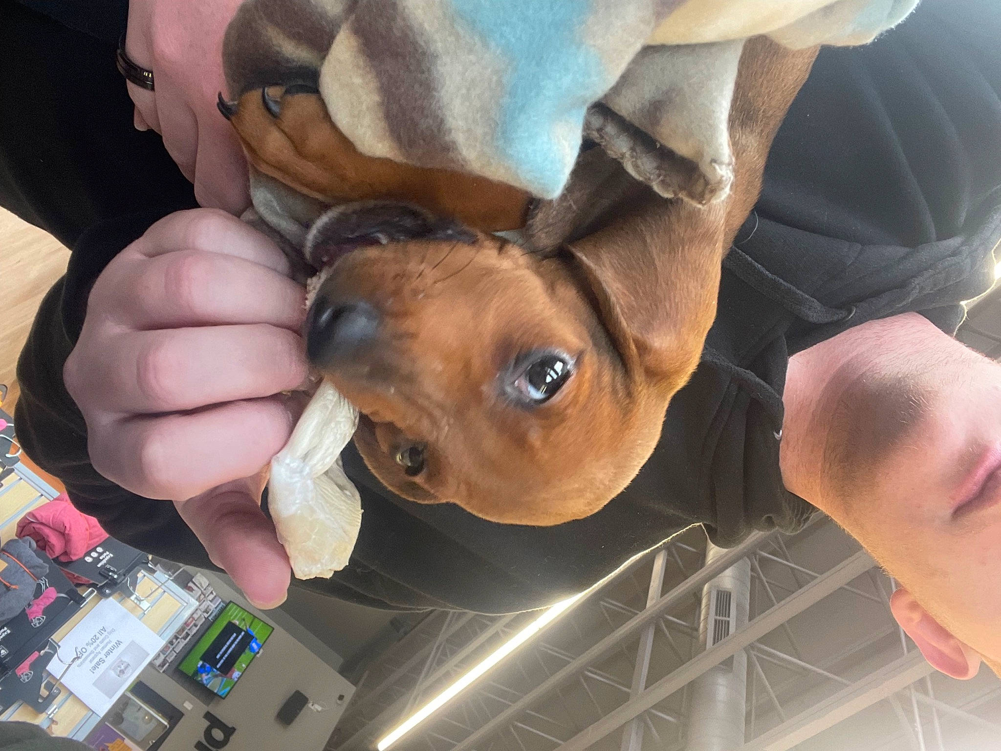 Oak joined the competition — help win amazing prizes! ceiling, chest, ear, fawn, finger, fun, gesture, hand, human_leg, nail, stuffed_toy, thumb, toy, working_animal, wrinkle