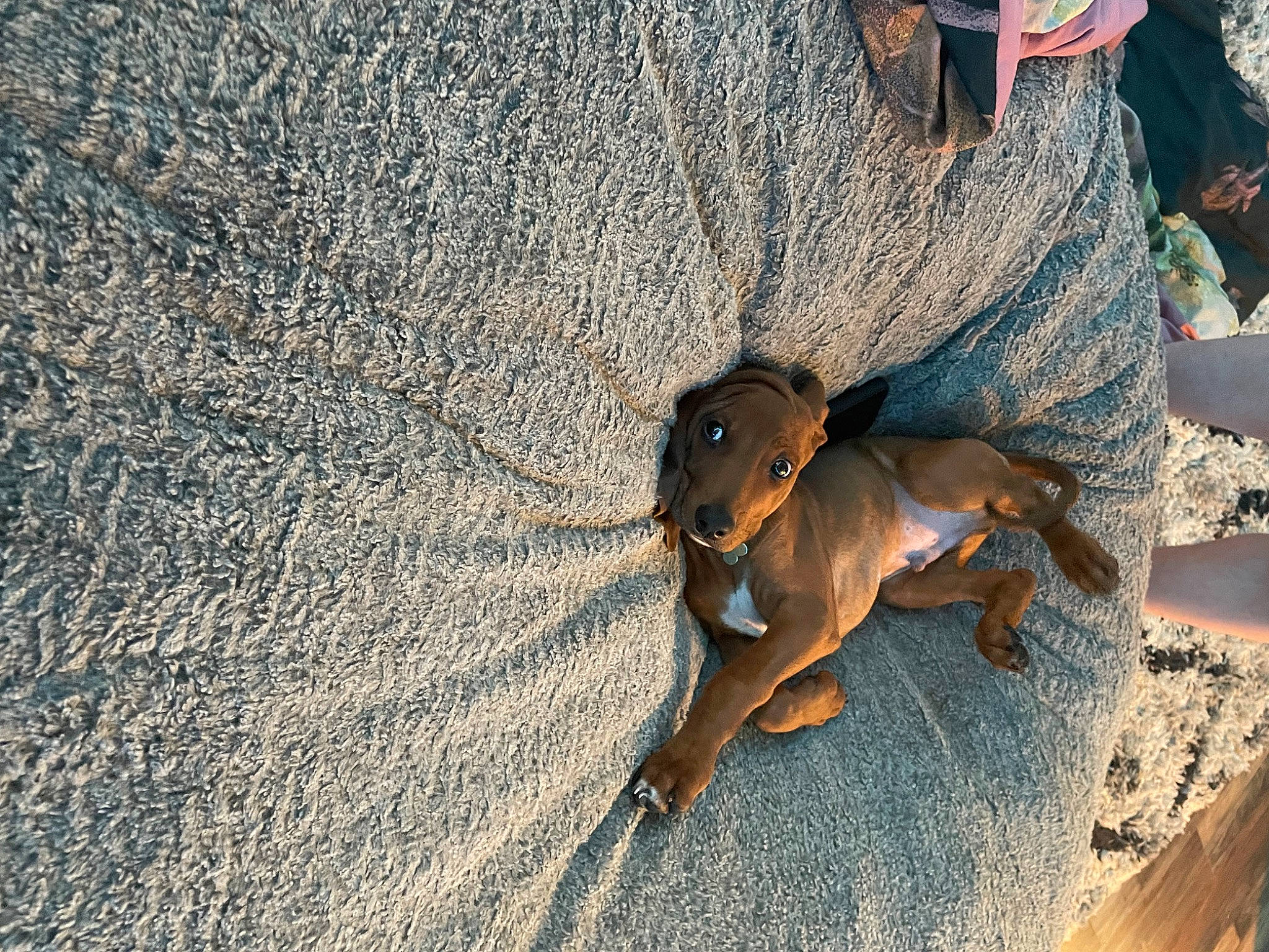 Oak is registered to the contest to win money with this photo: canidae, carnivore, companion_dog, dog, dog_breed, fawn, guard_dog, human_leg, landscape, liver, paw, rampur_greyhound, sand, shadow, sporting_group, tail, terrestrial_animal, wood, working_animal, working_dog