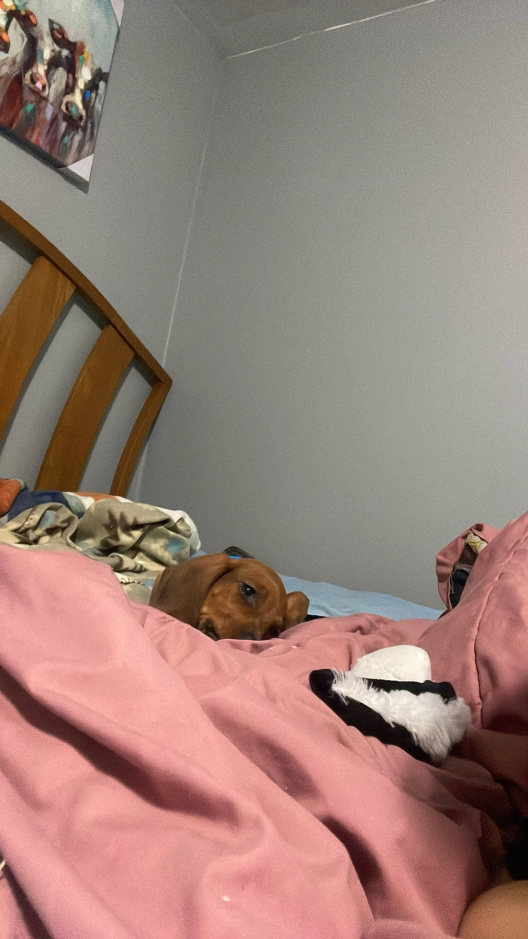 Oak is registered to the contest to win money with this photo: bed, bed_sheet, bedding, bedroom, blanket, carmine, chair, child, comfort, flooring, hardwood, house, linens, room, sitting, wood