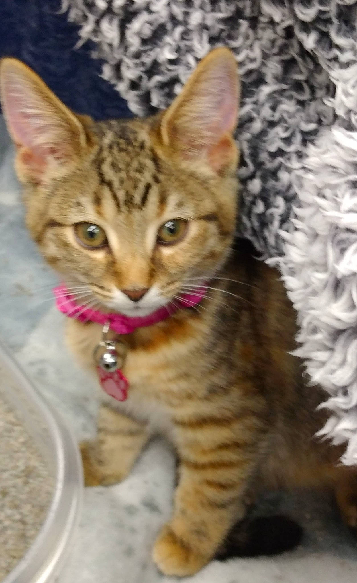 Serenity joined the competition — help win amazing prizes! arabian_mau, australian_mist, california_spangled, carnivore, cat, domestic_short_haired_cat, dragon_li, egyptian_mau, european_shorthair, felidae, kitten, mammal, ocicat, pixie_bob, savannah, small_to_medium_sized_cats, tabby_cat, toyger, vertebrate, whiskers