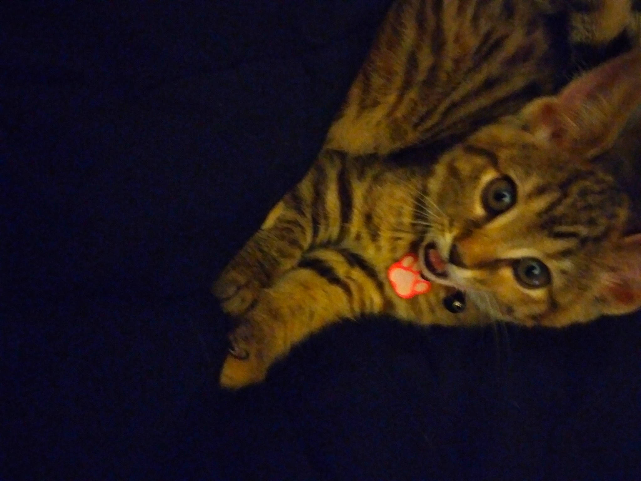 Serenity joined the competition — help win amazing prizes! asian, australian_mist, california_spangled, carnivore, cat, claw, domestic_short_haired_cat, dragon_li, european_shorthair, eye, felidae, fur, kitten, mammal, ocicat, pixie_bob, small_to_medium_sized_cats, tabby_cat, toyger, whiskers