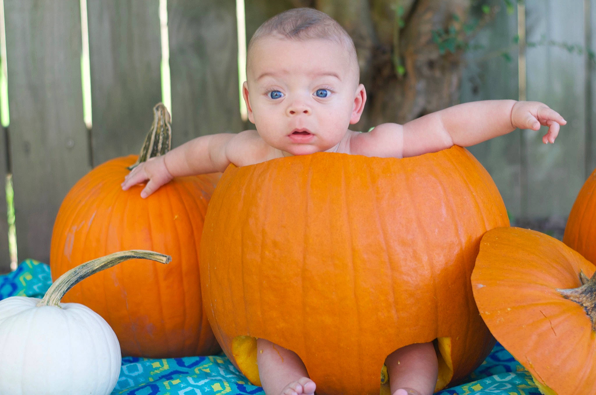 Griffin is registered to the contest to win money with this photo: baby, baby_toddler_clothing, calabaza, cucurbita, eye, gourd, iris, leaf, local_food, natural_foods, orange, person, plant, produce, pumpkin, squash, toddler, vegetable, whole_food, winter_squash