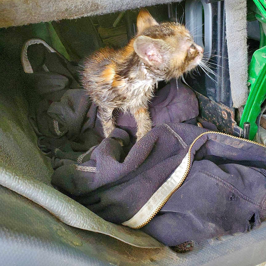 Patches joined the competition — help win amazing prizes! abyssinian, alloywheel, animal, bag, canine, car, carwheel, cat, ferret, furniture, kitten, machine, person, pet, sleeping, spoke, tire, transportation, vehicle, wheel