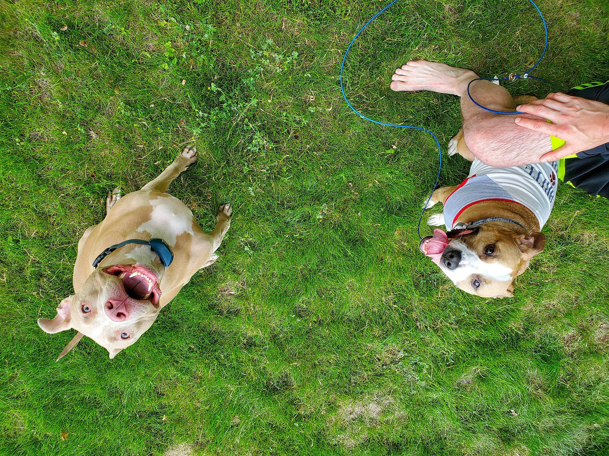 Icarus joined the competition — help win amazing prizes! canidae, carnivore, companion_dog, dog, dog_breed, dog_supply, fawn, fun, grass, grass_family, lawn, leash, leisure, people_in_nature, plant, play, recreation, sporting_group, tail, working_animal