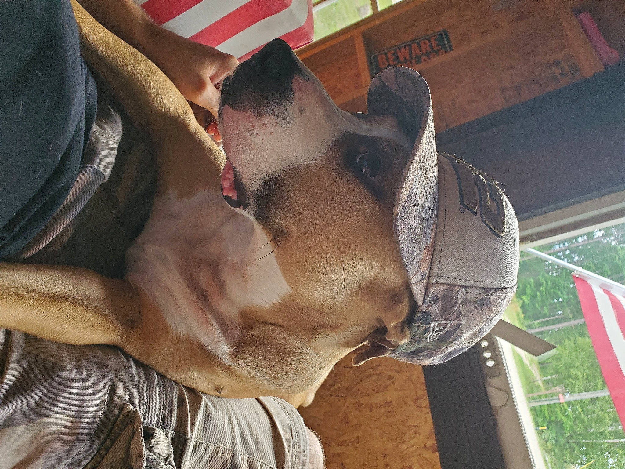 Icarus is registered to the contest to win money with this photo: auto_part, canidae, carnivore, collar, companion_dog, dog, dog_breed, fawn, fur, guard_dog, human_leg, jaw, liver, personal_protective_equipment, plant, snout, sporting_group, wood, working_animal, wrinkle