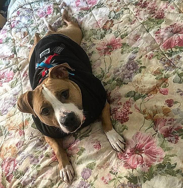 Icarus joined the competition — help win amazing prizes! carnivore, comfort, companion_dog, couch, dog, dog_breed, dog_supply, eyewear, fawn, flooring, fur, goggles, grass, linens, pattern, personal_protective_equipment, pink, selfie, sunglasses, working_animal