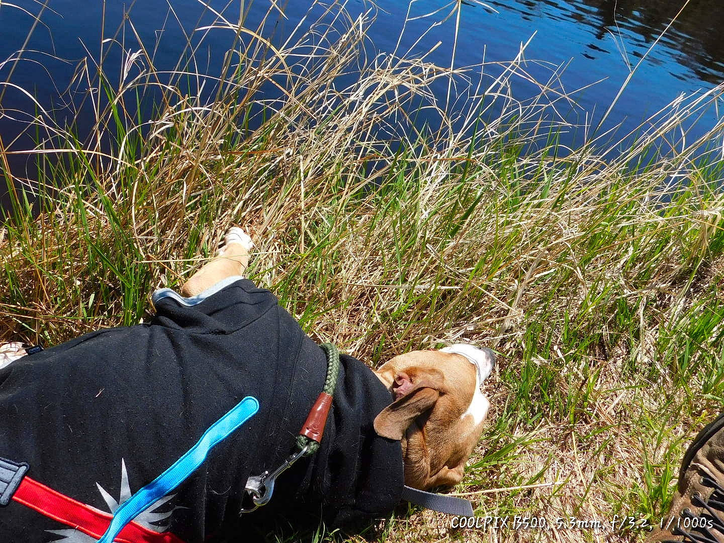 Icarus is registered to the contest to win money with this photo: adventure, electric_blue, fun, glove, grass, grass_family, grassland, human_leg, landscape, leisure, mammal, natural_environment, people_in_nature, plant, recreation, shadow, shrub, soil, vegetation, vertebrate