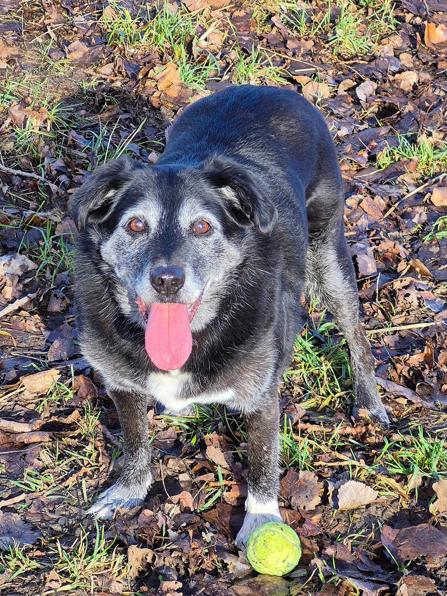 Delca participe au concours pour gagner de l'argent avec cette photo : dog, animal, pet, outdoor, grass, leaves, tennis_ball, tongue_out, black_fur, gray_fur, white_chest, playful, nature, daylight, muzzle, ears, happy, canine, ground, closeup