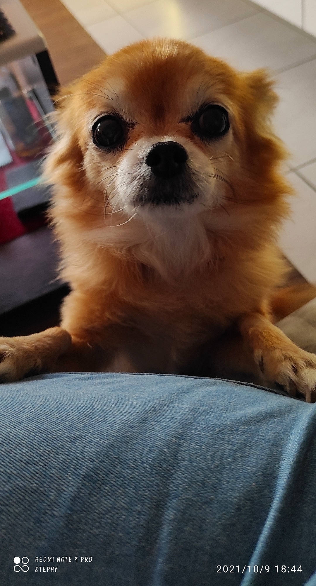 Princesse participe au concours pour gagner de l'argent avec cette photo : canidae, carnivore, close_up, companion_dog, dog, dog_breed, ear, eye, fawn, fur, german_spitz_klein, iris, liver, pekingese, snout, sporting_group, toy_dog, volpino_italiano, whiskers, working_animal