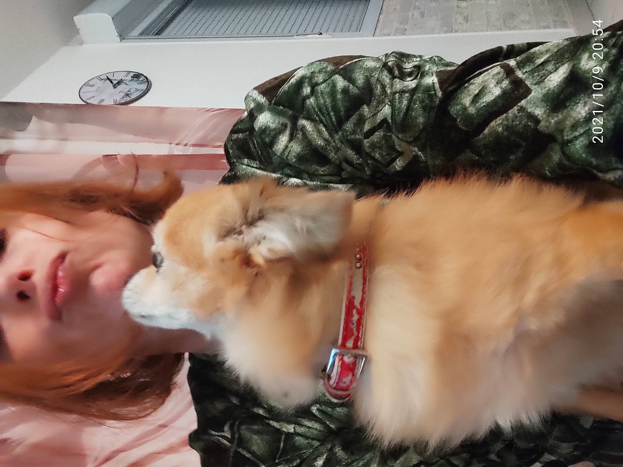 Princesse a rejoint le concours — aidez-le/la à gagner de superbes lots ! canidae, carnivore, claw, collar, companion_dog, dog_breed, eyelash, fashion_accessory, fawn, felidae, fur, fur_clothing, lap, paw, small_to_medium_sized_cats, snout, sporting_group, tail, toy, whiskers