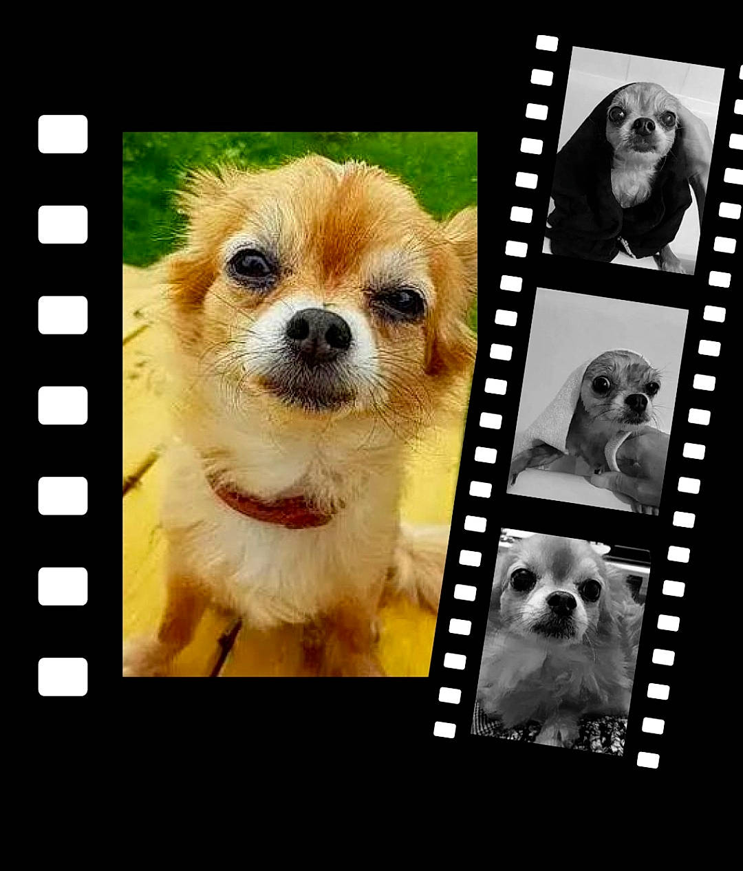 Princesse participe au concours pour gagner de l'argent avec cette photo : art, canidae, carnivore, companion_dog, corgi_chihuahua, dog, dog_breed, dog_supply, font, fur, non_sporting_group, photo_caption, publication, rectangle, screenshot, snout, sporting_group, toy_dog, whiskers, working_animal