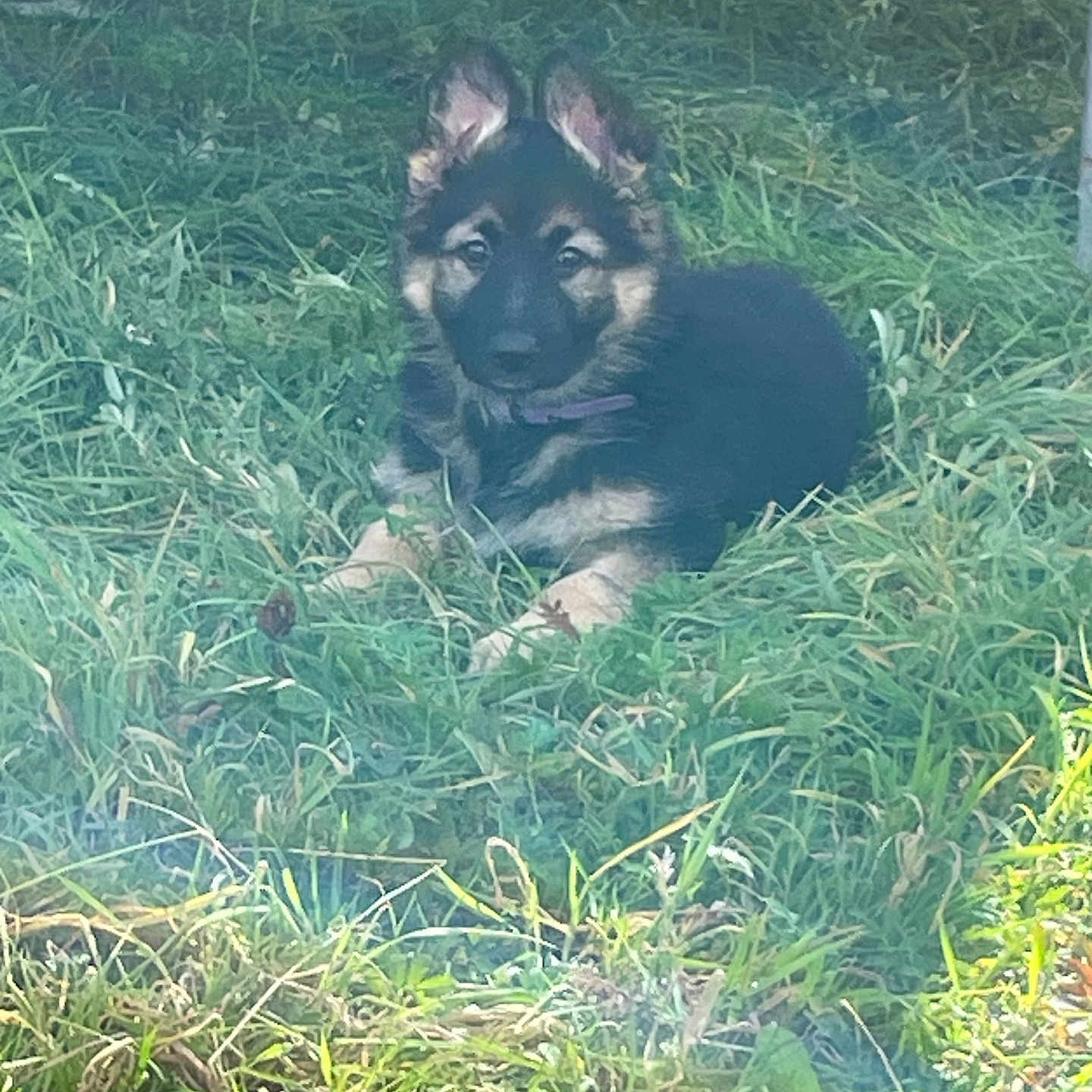 Harper Hutchings is registered to the contest to win money with this photo: adorable, animal, canine, collar, cute, dog, ears, fur, german_shepherd, grass, greenery, lying_down, nature, outdoor, pet, playful, puppy, relaxed, sunlight, young