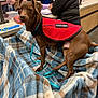 Haas joined the competition — help win amazing prizes! dog, support_animal, red_vest, blanket, plaid, brown_dog, leash, service_counter, person, indoor, pet, animal, canine, waiting, store, customer_service, blue, brown, striped_clothing, leash_clasp