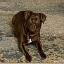 dog, brown_dog, pet, indoor, carpet, rug, animal, canine, laying_down, looking_at_camera, domestic_animal, floor, ears, collar, quiet, resting, mammal, four_legs, companion, cute