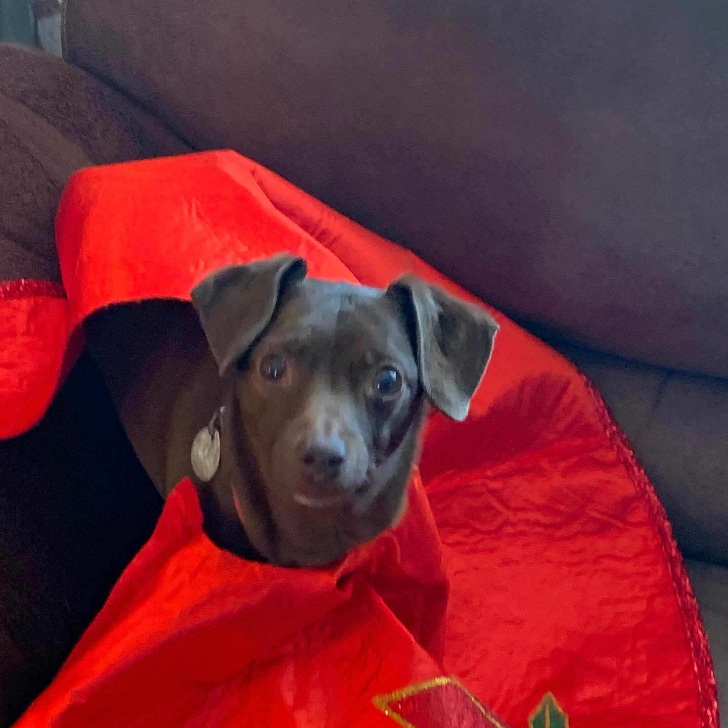 Haas is registered to the contest to win money with this photo: animal, blanket, brown, collar, comfort, couch, cozy, curious, cute, dog, ears, face, fur, home, indoor, looking, pet, red, resting, tag