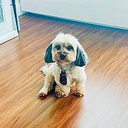 Butta is registered to the contest to win money with this photo: dog, small_dog, tie, pet, indoor, wooden_floor, flooring, fur, cute, animal, sitting, groomed, calm, companion, domestic_animal, portrait, looking_at_camera, home, floor, adorable